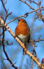 Erithacus rubecula