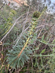 Euphorbia characias