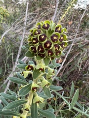 Euphorbia characias