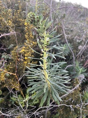 Euphorbia characias