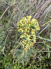 Euphorbia characias