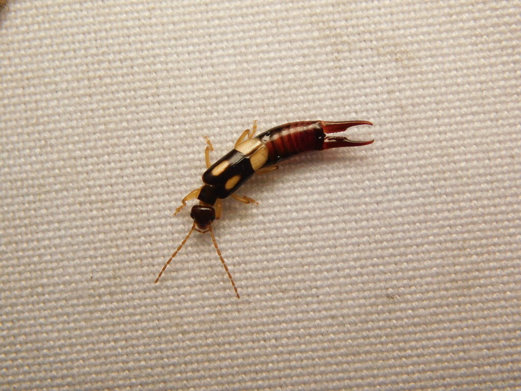 Forficula greeni