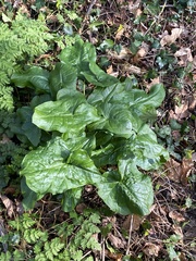Arum maculatum