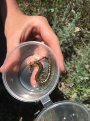 Scolopendra cingulata