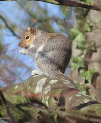 Sciurus carolinensis