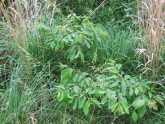 Diospyros virginiana