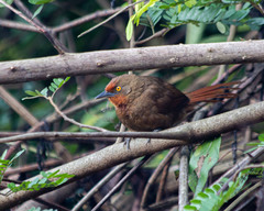 Phacellodomus erythrophthalmus