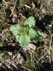 Urtica dioica
