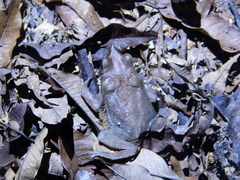 Rhinella proboscidea