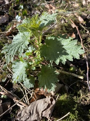 Urtica dioica