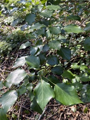 Hedera