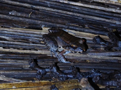 Leptodactylus knudseni