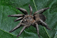 Dolichothele exilis