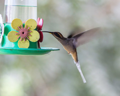 Phaethornis eurynome