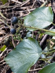 Hedera