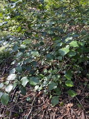 Hedera
