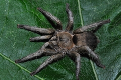 Dolichothele exilis
