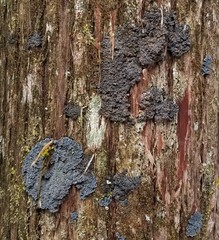 Fuscopannaria leucosticta