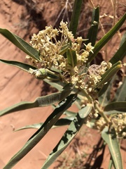 Asclepias labriformis