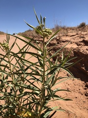 Asclepias labriformis