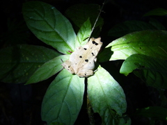 Rhinella proboscidea