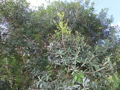 Euclea daphnoides