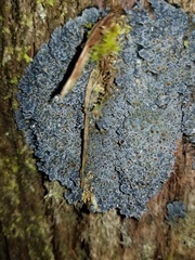 Fuscopannaria leucosticta