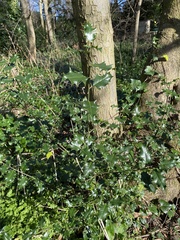 Ilex aquifolium