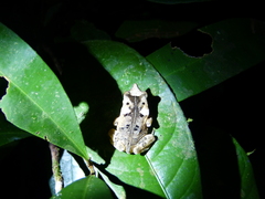 Rhinella proboscidea