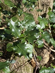 Ilex aquifolium