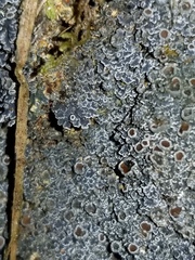 Fuscopannaria leucosticta