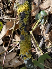 Xanthoria parietina