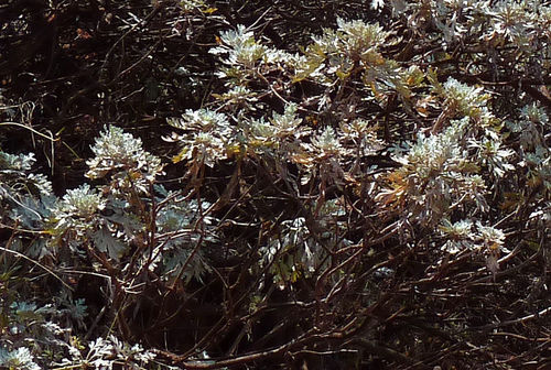 Artemisia gorgonum image