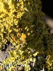 Xanthoria parietina
