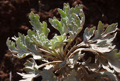 Artemisia gorgonum image