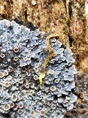 Fuscopannaria leucosticta