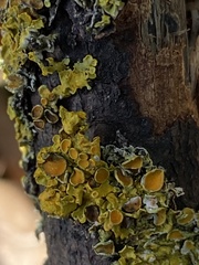 Xanthoria parietina