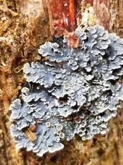 Fuscopannaria leucosticta