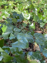 Hedera