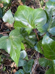 Hedera