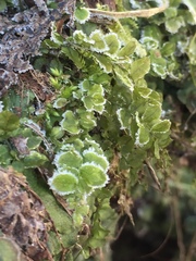 Plagiomnium ellipticum