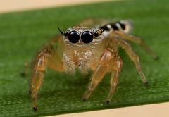 Thyene coccineovittata