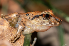 Pristimantis cruentus
