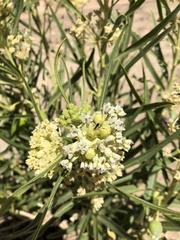 Asclepias labriformis