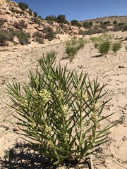 Asclepias labriformis