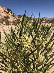 Asclepias labriformis