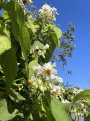Sparrmannia