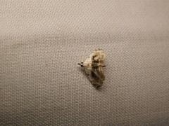 Trichophysetis umbrifusalis