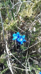 Glandora prostrata lusitanica