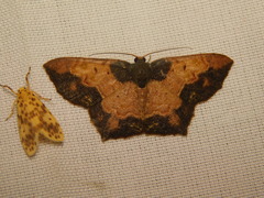 Serratophyga subangulata
